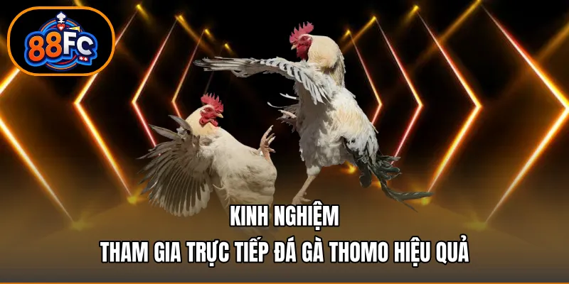 Kinh nghiệm tham gia trực tiếp đá gà thomo hiệu quả